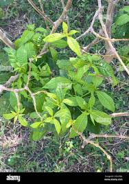 Image result for Rauvolfia mannii