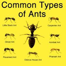 ants there are many types of ants what kind do you have