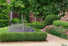 Pin By Jenny Zhang On Home Garden Boxwood Landscaping Dwarf English Boxwood Garden Shrubs