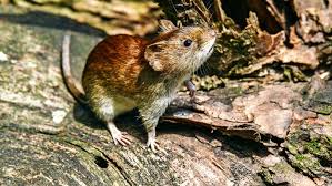 Dan negativo de hantavirus los 22 analizados. Hantavirus Aktuelle Themen Nachrichten Bilder Stuttgarter Zeitung