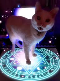 I Think I Just Summoned A Demon Cat Demon Cat Funny Catjoke Cats Funny Animals Animals