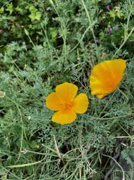Image result for Eschscholzia