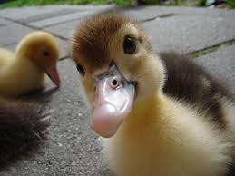 We did not find results for: Duck Questions Blank Template Imgflip