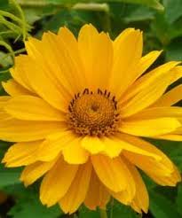 Heliopsis Helianthoides Var Scabra Venus Einfaches Sonnenauge Sonnenauge Europaischer Garten Garten