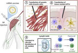 'third wave' of sickness and death will be. Self Assembled Mrna Vaccines Sciencedirect