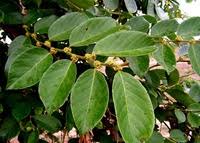 Image result for Bridelia micrantha