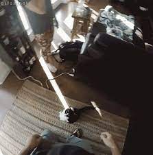 other funny gifs http funny gif 1 tumblr com 猫 gif 猫 臭い おもしろ猫