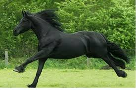 Coloriage chat en couleur à imprimer. Les 3 Robes De Base Noir Alezan Et Bai Galop Connaissances Galop 1