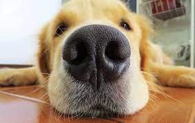 We explore these and if dogs noses are supposed to be wet. Researchers Are Studying The Benefits Of Having A Wet Dog S Nose Newsbeezer