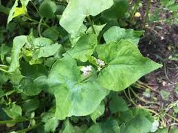 Image result for Fagopyrum