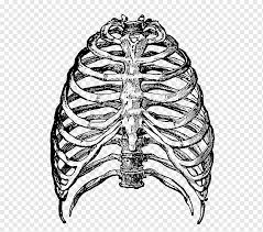 Affordable and search from millions of royalty free images, photos and vectors. Rib Cage Human Skeleton Rib Cage S Monochrome Head Anatomy Png Pngwing