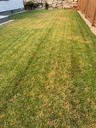 Your interest in scotts disease ex fungicide for lawns is appreciated. Anyone Willing To Ship A Bag Of Scott S Disease Ex Up North The Lawn Forum