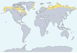Maybe you would like to learn more about one of these? Tundra Biyomu Ders Notlari