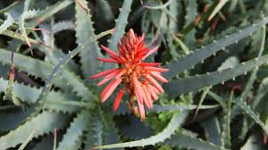 Image result for Aloe