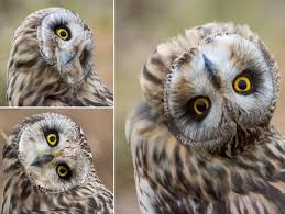 Check spelling or type a new query. Burung Hantu Burung Sejuta Mitos Dan Dunia Magis Ternyata Punya Tiga Kelopak Mata Kartianmyid