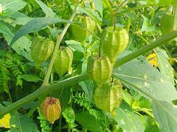 Disebutkan, bahwa testis (buah senjata pria) menghasilkan hormon testosteron. Karya Ku Paridah Ishak Pokok Letup Kelambu