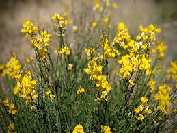 Image result for Spartium