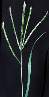 Image result for Eleusine