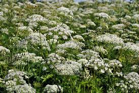Image result for Daucus carota