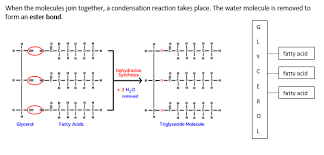 Maybe you would like to learn more about one of these? Lipids Triglyceride And Phospholipid Synthesis Biology