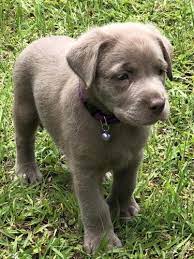 They are following the akc standards and provide healthy and fit pooch. Silver Labrador Retriever Puppies For Sale In Orlando Florida Classified Americanlisted Com