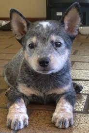 Pin On Dogs From Chihuahuas To Great Danes