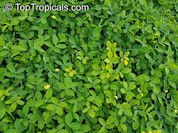 Image result for Synadenium glabratum