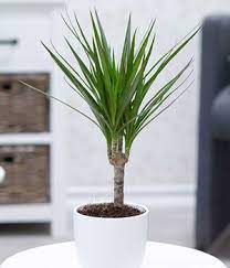 Der drachenbaum, auch als dracaena draco oder kanarischer drachenbaum bekannt, ist eine dankbare pflanze mit kleinen ansprüchen und großer ausdauer. Drachenbaum Richtig Pflegen Schneiden Vermehren Baldur Garten