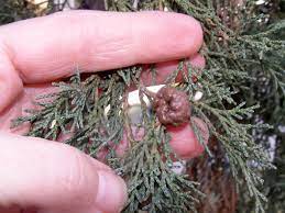 We did not find results for: What S Wrong With My Plant Garden University Of Minnesota Extension