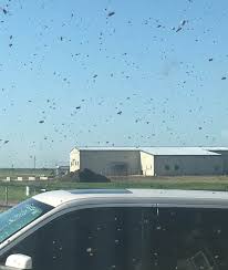 The spring training home of the new york mets, this city has many fun activities if you know where to look. Bee Control Coastal Pest Control Of The Treasure Coast Inc