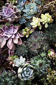 Succulents Sukkulenten Pflanzen Sukkulentenarten Sukkulenten Topfe