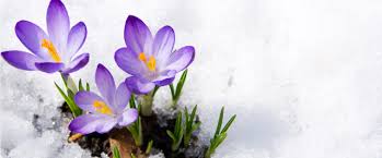 How to kill brambles permanently. Winterize Your Garden Plant Protection Weed Control Spring Prep Tips