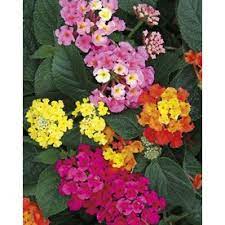 Lantana Lantana Winter Plants Perennials