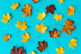 Green lemon slices wallpaper | ozz hd wallpaper. Autumn Leaves On Flat Blue Background Fall Flat Design Leaf Wallpaper Wallpaper For You Hd Wallpaper For Desktop Mobile
