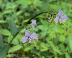 Image result for Murdannia stricta