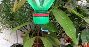 Information provided about siram ( siram ): Risau Tanaman Tak Ada Air Sewaktu Bercuti 10 Tip Ini Mungkin Boleh Membantu Anda Libur