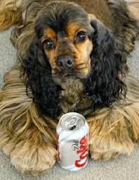 Maybe you would like to learn more about one of these? A Basic Introduction To The Cocker Spaniel American Cocker Spaniel Cocker Spaniel Spaniel