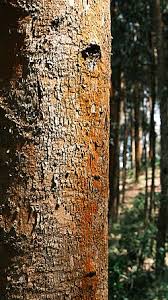 Image result for Symphonia globulifera