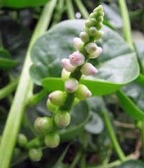 Image result for Basella alba