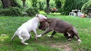 The american staffordshire terrier and the american pit bull terrier have the same roots. Pitbull Vs Bull Terrier Bull Terrier Vs Pitbull Aspin Youtube
