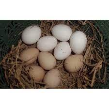 Maybe you would like to learn more about one of these? Telur Ayam Pama Iq Shopee Indonesia