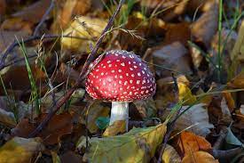 Cogumelos Cogumelo Mata Moscas - Foto gratuita no Pixabay