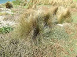 Image result for Aristida stipoides
