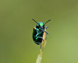 Image result for Chrysochloa hindsii