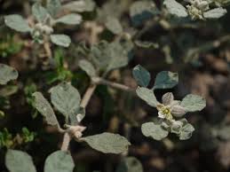 Image result for Glinus lotoides