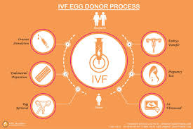 Donate eggs for money & for life. Everything You Need To Know About Egg Donation Process