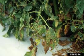 Image result for tomato seedling pseudomonas syringae pv tomato symptoms
