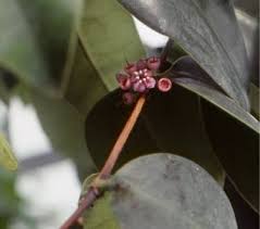 Image result for Memecylon sp. D