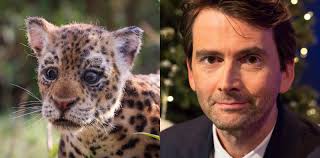 VIDEO: David Tennant Narrates The New Spy In The Wild Trailer