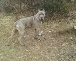 Black Blue Cane Corso Puppies For Sale Upcoming Litters Cane Corso Puppies For Sale Cane Corso Breeder Cane Corso Corso Dog Cane Corso Dog